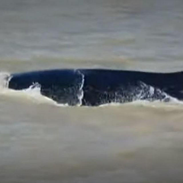 Grbavi kit u Istočnoj aligatorskoj rijeci