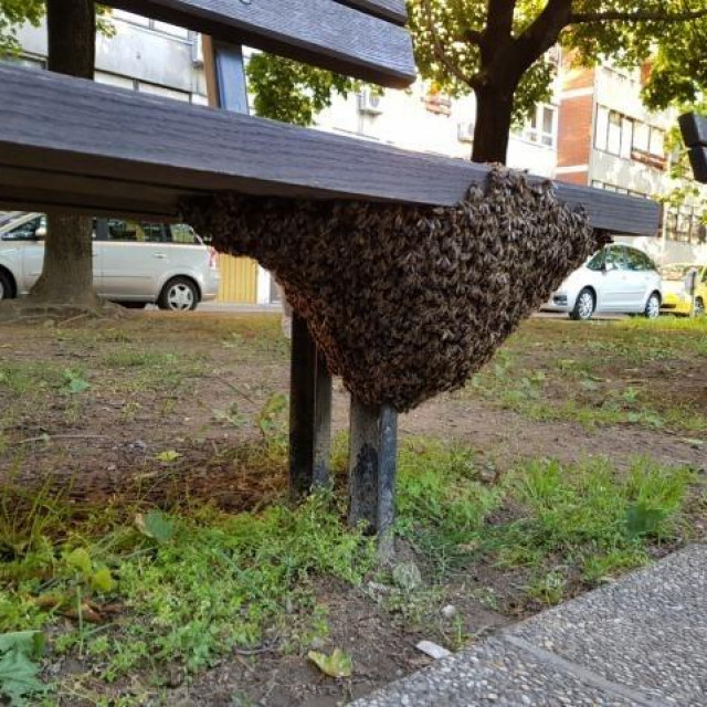 Spašavanje pčela u gradskim sredinama