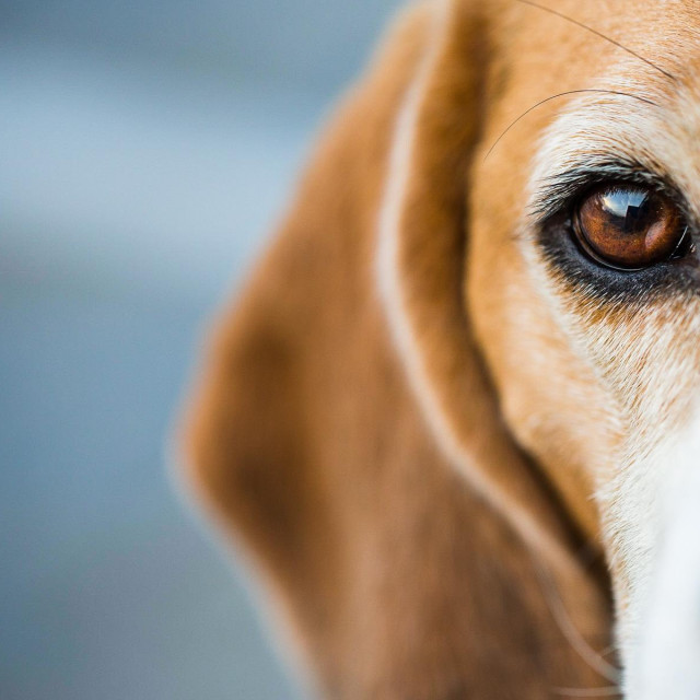 &lt;p&gt;Half portrait of a Beagle hound looking intently at the viewer&lt;/p&gt;