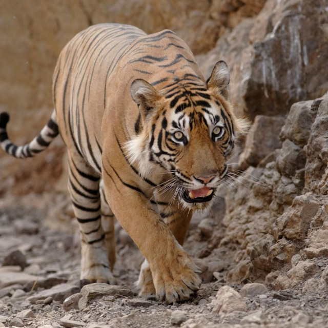 Ilustracija, bengalski tigar