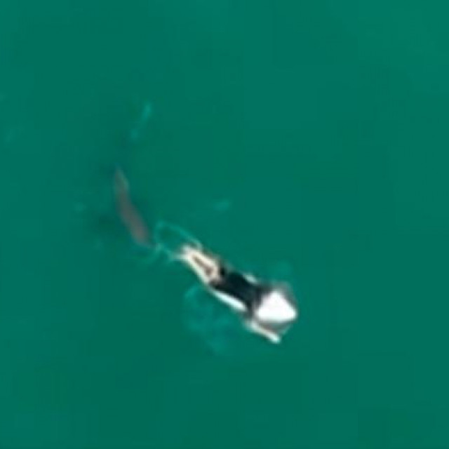 Morski pas kruži oko surfera