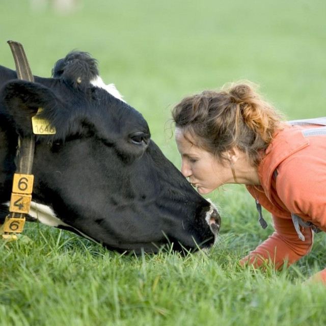 Seansa grljenja krava