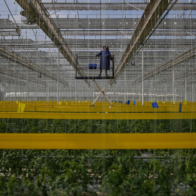 TOPSHOT - An employee works in a Chuishan Agriculture Holding greenhouse growing tomatoes during a media tour organised by the local government in Zhenjiang, in China&amp;#39;s eastern Jiangsu province on October 13, 2020. (Photo by Hector RETAMAL/AFP)