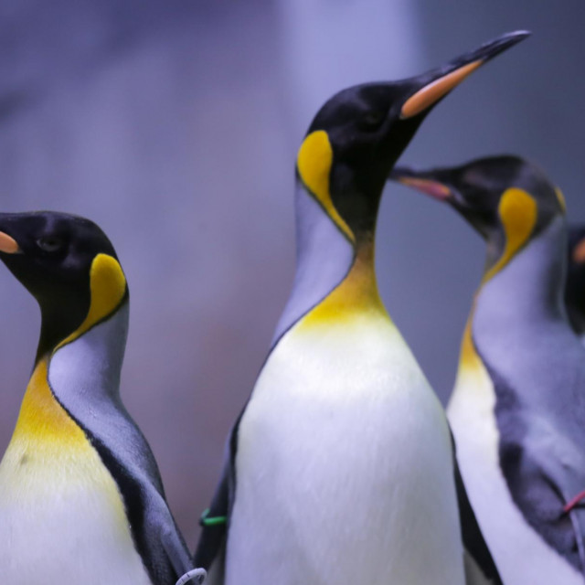08 April 2019, Bavaria, München: Emperor penguins stand in their enclosure in the Hellabrunn zoo and stretch their necks. Photo: Marie Reichenbach/dpa