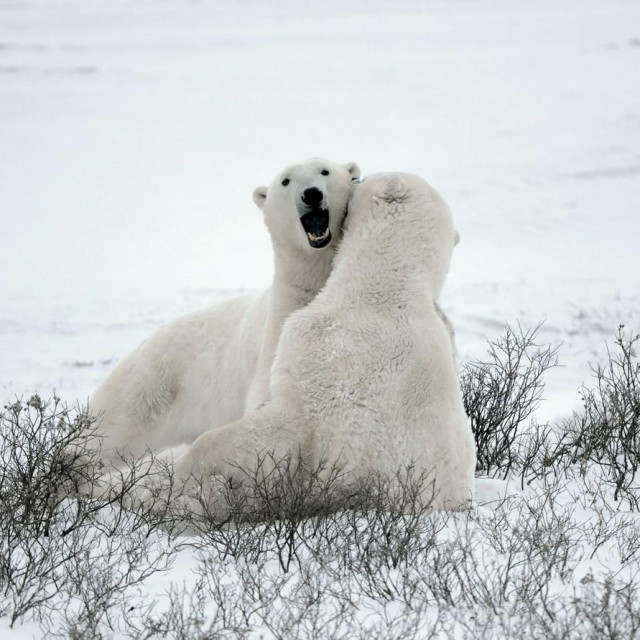 Polarni medvjedi, arhiva