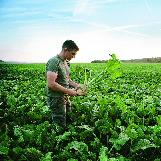 farmer, sugar beet, field, rural, harvesting, europe, Renewable resource