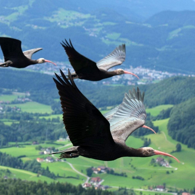&lt;p&gt;ibis ptica&lt;/p&gt;

