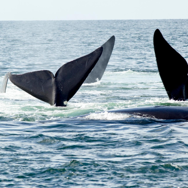 Sjevernoatlantski kitovi tijekom parenja