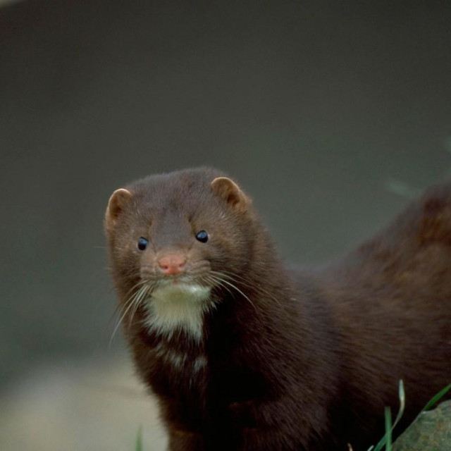 Mustela vison. Mink on rock close up facing forward an introduced species into the Uk now regarded as a pest,Image: 103090090, License: Rights-managed, Restrictions:, Model Release: no, Credit line: LESLIE J BORG/Sciencephoto/Profimedia