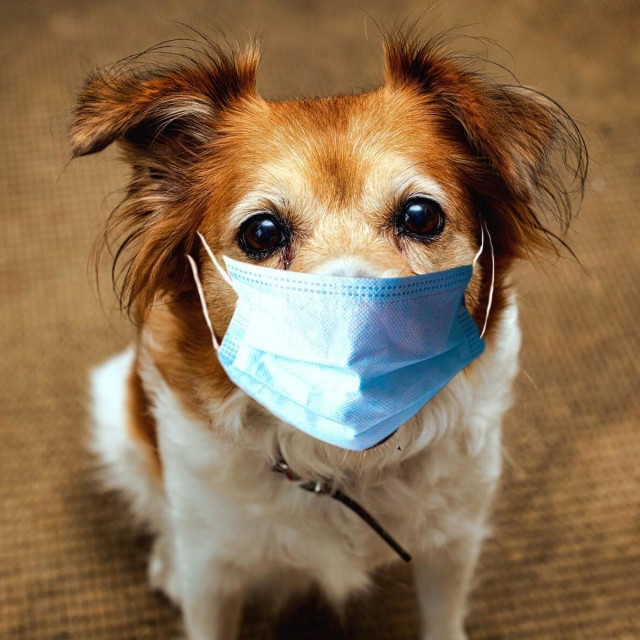 Dog wearing safety mask for protect Corona virus, covid 19 protection mask on cute brown dog, portrait pet,Image: 575648726, License: Royalty-free, Restrictions:, Model Release: no, Credit line: Annebel Van den Heuvel/Panthermedia/Profimedia