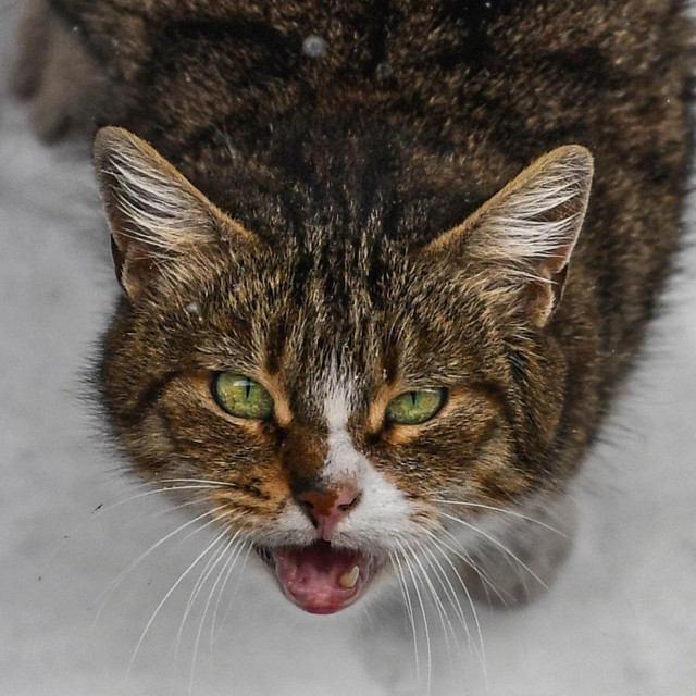 This picture shows a stray cat in the snow in Istanbul on February 15, 2021. (Photo by Ozan KOSE/AFP)