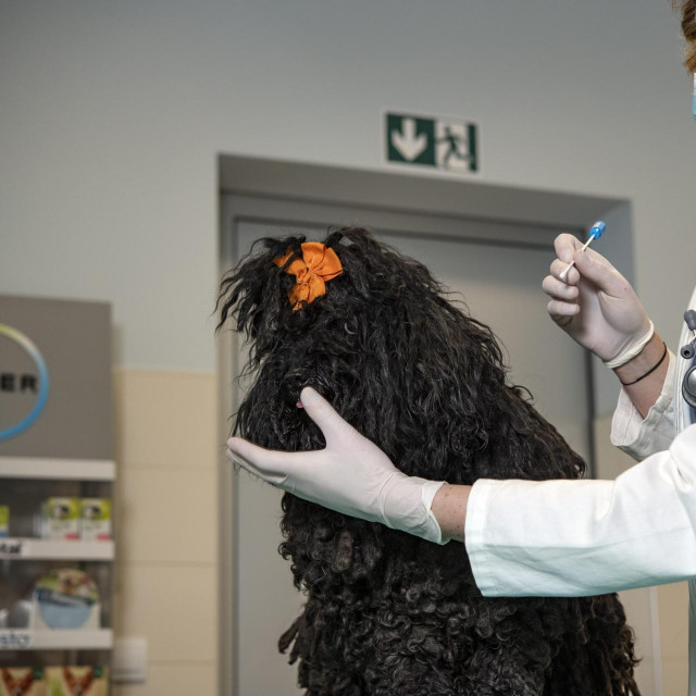 Suvoditeljica projekta Iva Benvin sa psom koji je prebolio koronavirus
 