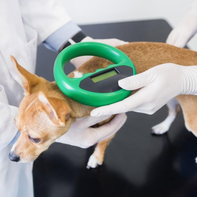 Vets examining little dog in clinic,Image: 279990841, License: Royalty-free, Restrictions:, Model Release: yes, Credit line: -/Wavebreak/Profimedia
