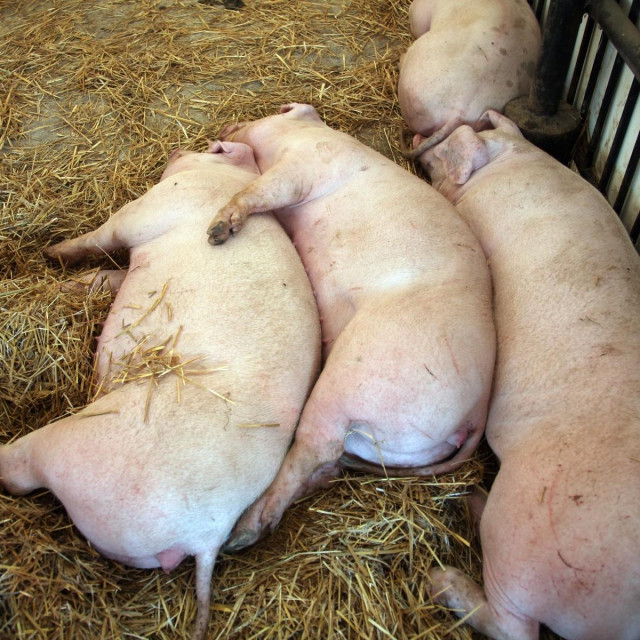 Farma svinja, ilustracija