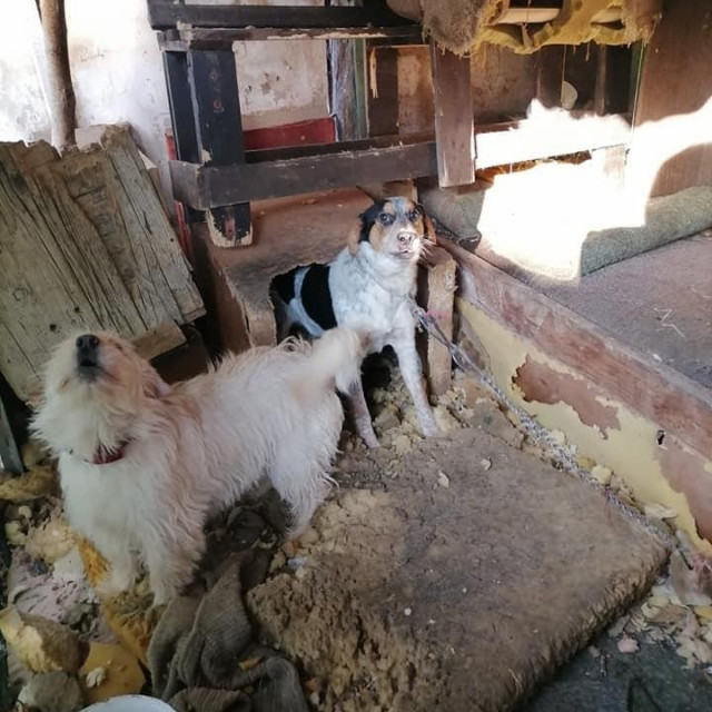 Zapušteni psi u Koprivnici