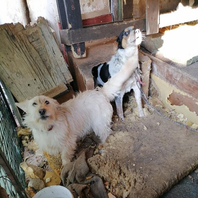 Zapušteni psi u Koprivnici
 