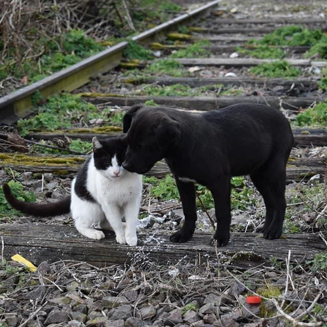 Pas i mačka na pruzi