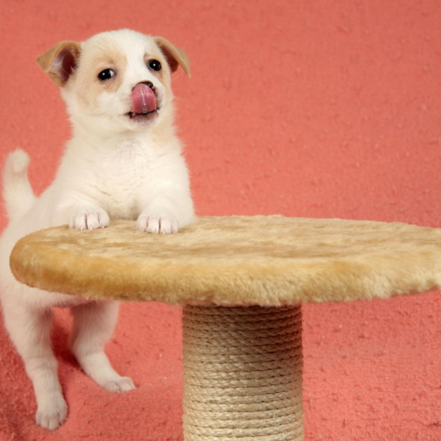 mongrel pup leaning against a scatching post with his tongue sticking out waiting for his food,Image: 11412839, License: Rights-managed, Restrictions:, Model Release: no, Credit line: Kuttig - Animals/Alamy/Profimedia