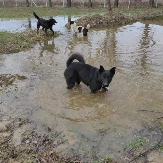 Nisu ni psi bili sretni zbog sve te vode