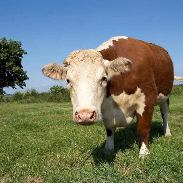 Hereford cow (Bos taurus) in a field.,Image: 102226354, License: Rights-managed, Restrictions:, Model Release: no, Credit line: LINDA WRIGHT/Sciencephoto/Profimedia