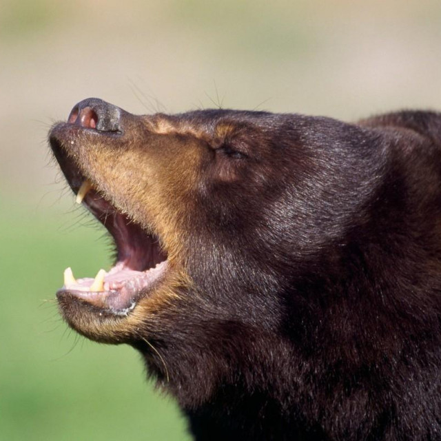 Američki crni medvjed