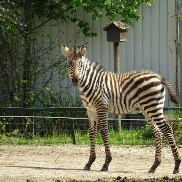 Mala zebra u zagrebačkom zoološkom vrtu