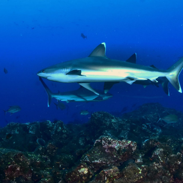 Ravillagigedo, 250421.
Socorro. Morski pas srebrnog vrha (Carcharhinus albimarginatus) rasprostranjen je u tropskim vodama Indijskog i Tihog oceana. Agresivni, snazni grabezljivac, dominira nad psima jednake velicine, posebno u prisutnosti hrane, smatra se opasnim za ljude. Ima 12-14 zubnih redova sa svake strane obje celjusti. Silvertip moze narasti i do 3 m. Prepoznajemo ih po bijelim rubovima peraja, koje su visoko cijenjene za juhu.