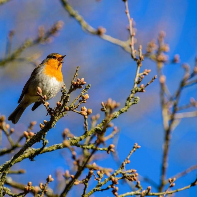 Singing Robin in an oak tree with buds against a blue sky on a sunny day,Image: 608785241, License: Rights-managed, Restrictions:, Model Release: no, Credit line: Fred van Wijk/Alamy/Alamy/Profimedia