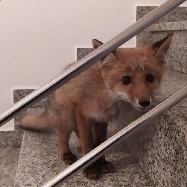 Lisica u zgradi
 
