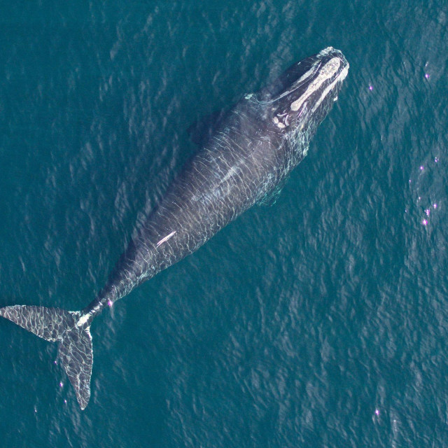 Sjevernoatlantski pravi kit je među najugroženijim životinjskim vrstama. Smatra se da je ih je u oceanima preostalo tek oko pet stotina