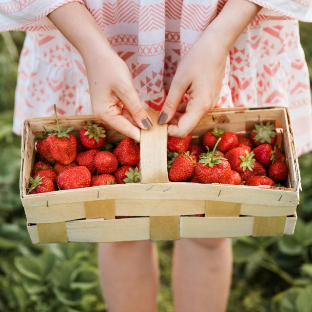 Picking fruits on strawberry field on a sunny day. Woman in dress holding basket full of fresh strawberries. Summer work in garden and strawberry harvest