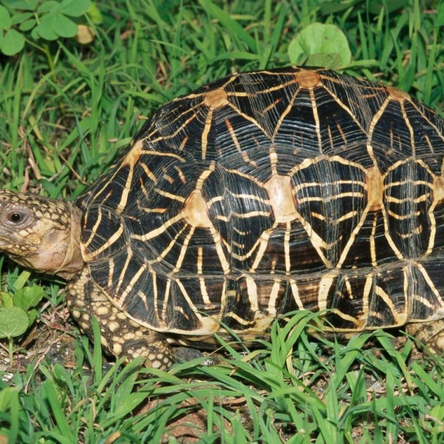 Indijska zvjezdasta kornjača