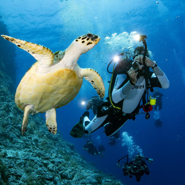 Morska kornjača pozira fotografima prilikom fotografskog zarona u Crveno more