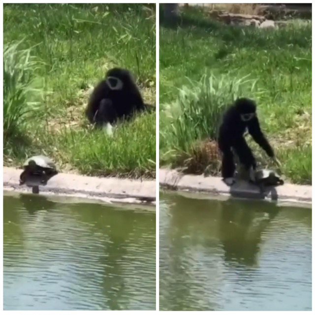 Majmun baca kornjače u jezero