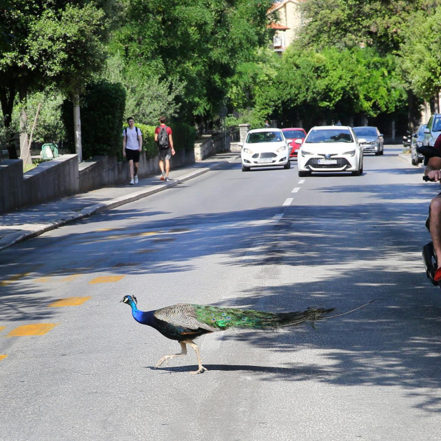Paun prelazi Vukovarsku ulicu u Splitu