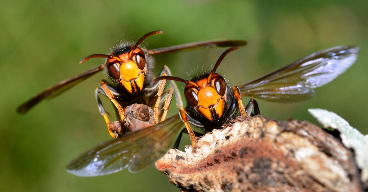 Jutarnji list - 'Invazivne strane vrste su u svijetu jedna od pet glavnih prijetnji za bioraznolikost' - Vimarsana News