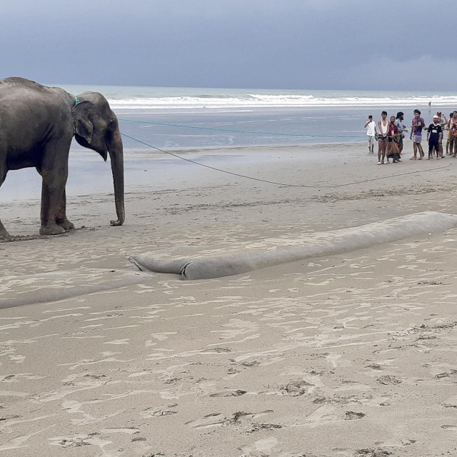 Mještani su nakon teške situacije slonove uspjeli odvesti na sigurno
