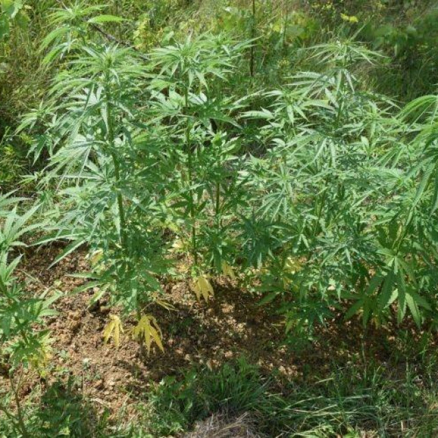 Plantaža marihuane