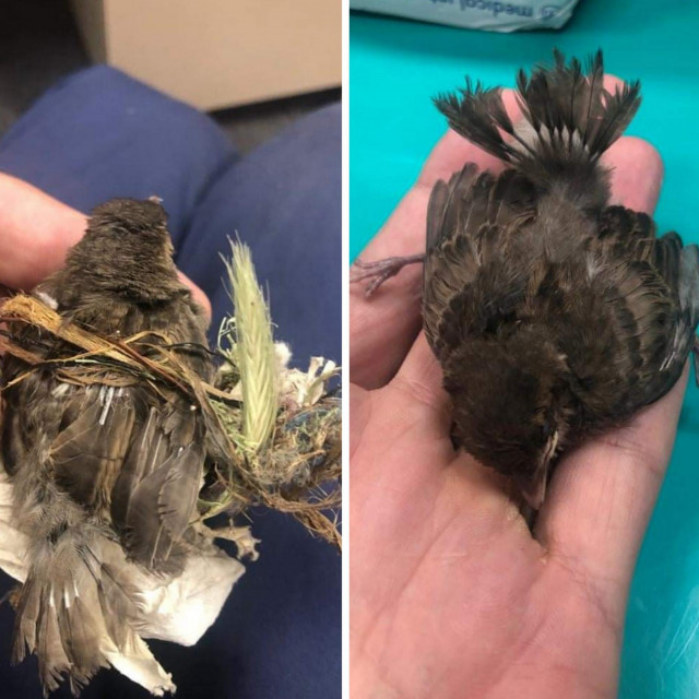 Maleni vrabac nakon skidanja s balkona i kasnije, kad je uklonjeno smeće s njega