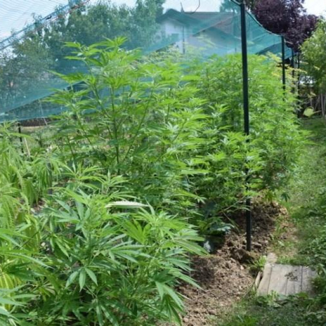 Plantaža marihuane u Maloj Buni