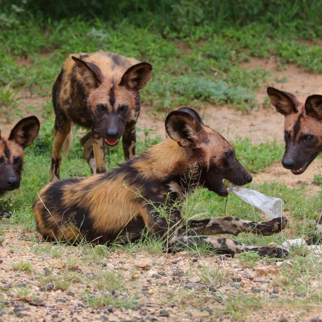 Čopor Afričkih divljih pasa
 