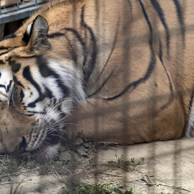 Tigar koji je dovezen s Hvara