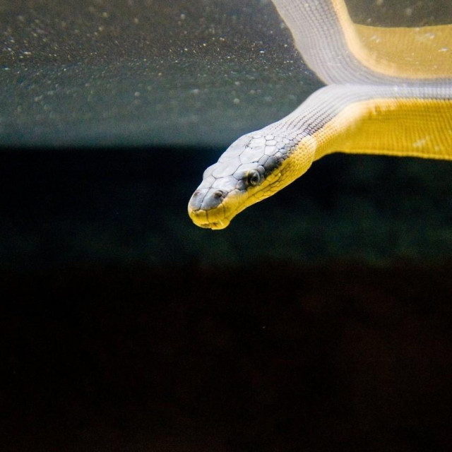 Morska zmija kakva je viđena na Novom Zelandu