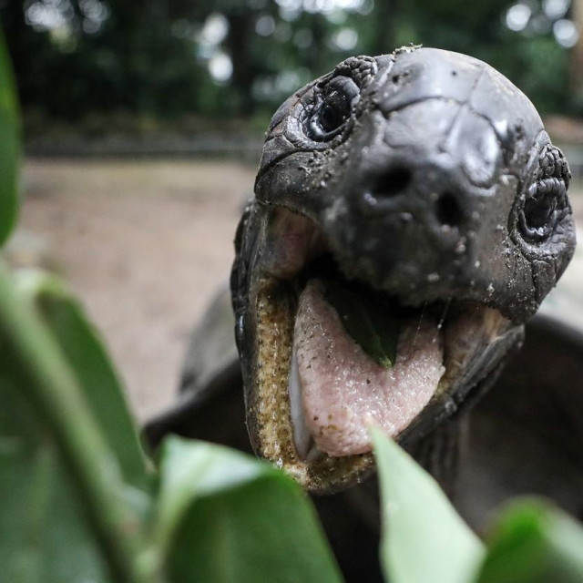 Aldabraska divovska kornjača