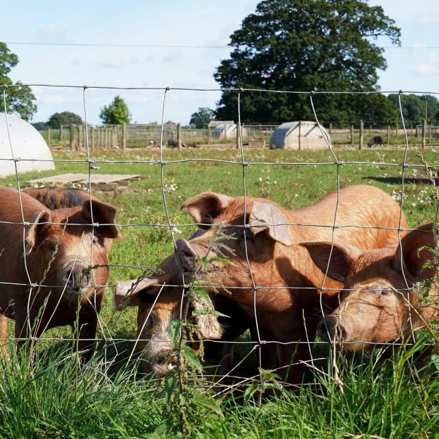Farma svinja u Velikoj Britaniji