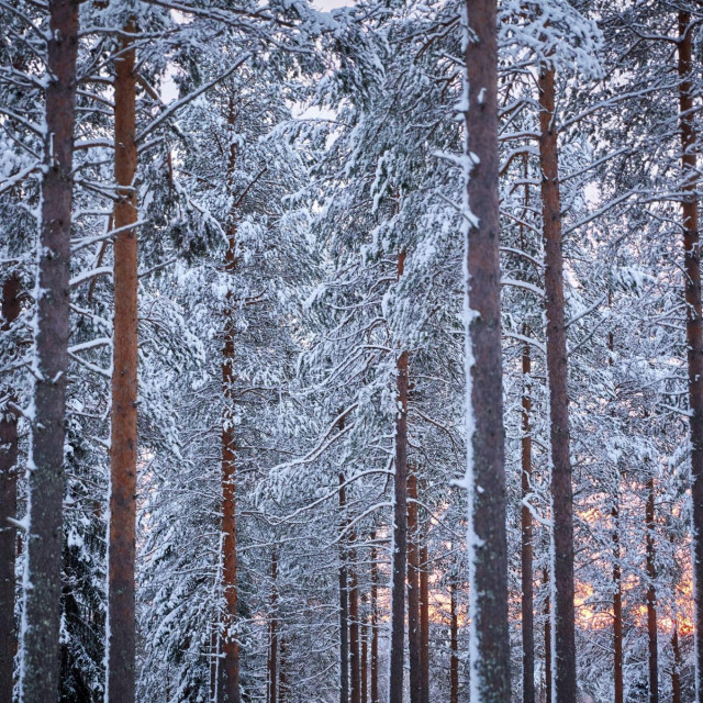 Šuma u finskoj regiji Lapland
