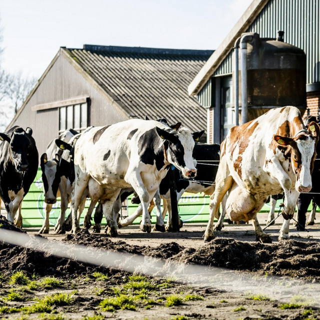 Farma u Nizozemskoj