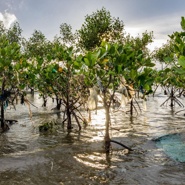 Otpad guši mangrove na Filipinima, 2021.