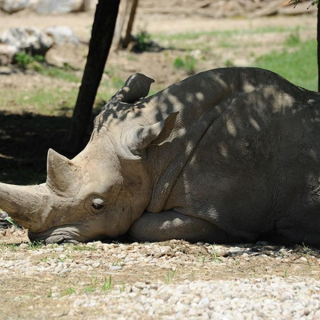 Najstariji bijeli nosorog na svijetu.