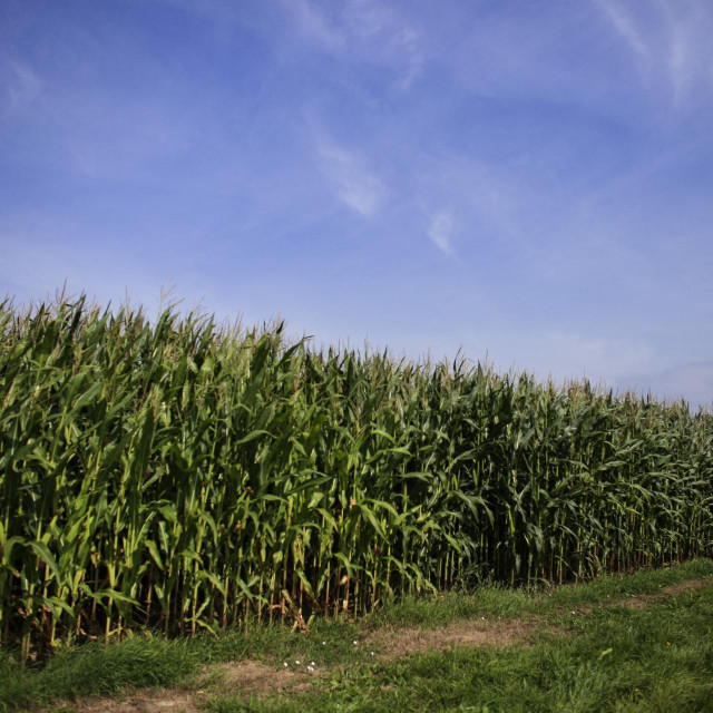 Polje kukuruza, ilustrativna fotografija